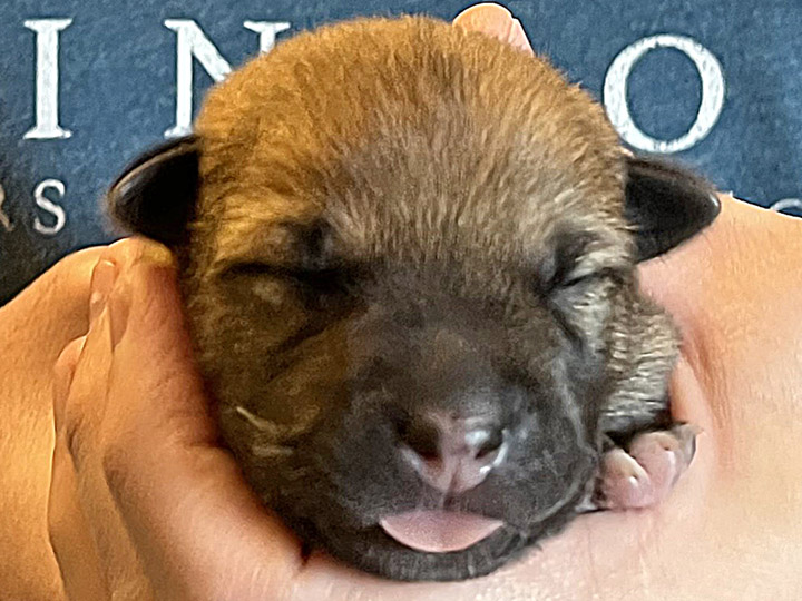 chinook puppy